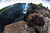 This is a dark brown full grain leather briefcase at Victoria Falls in Africa during dry season.