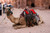 This is a dark brown full grain leather briefcase hanging on a camel at Petra Jordan