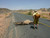 This is a tan full grain leather briefcase on the back of a man in the Gobi Desert looking at camel roadkill.