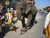 This is a dark brown full grain leather briefcase being stomped on by an elephant in India.