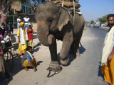 This is a dark brown full grain leather briefcase being stomped on by an elephant in India.