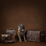 This is a leather trunk that will be a vintage antique one day in a museum. It is a dark brown steamer trunk that was old time luggage back in the day on trains and ships. This is with a mastiff.