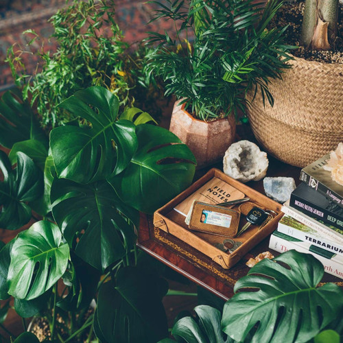 This leather catchall valet tray can hold a lot. Especially this tan brown one in the bushes.